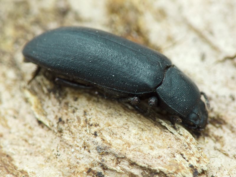 Cryphaeus cornutus (Fischer de Waldheim, 1823)